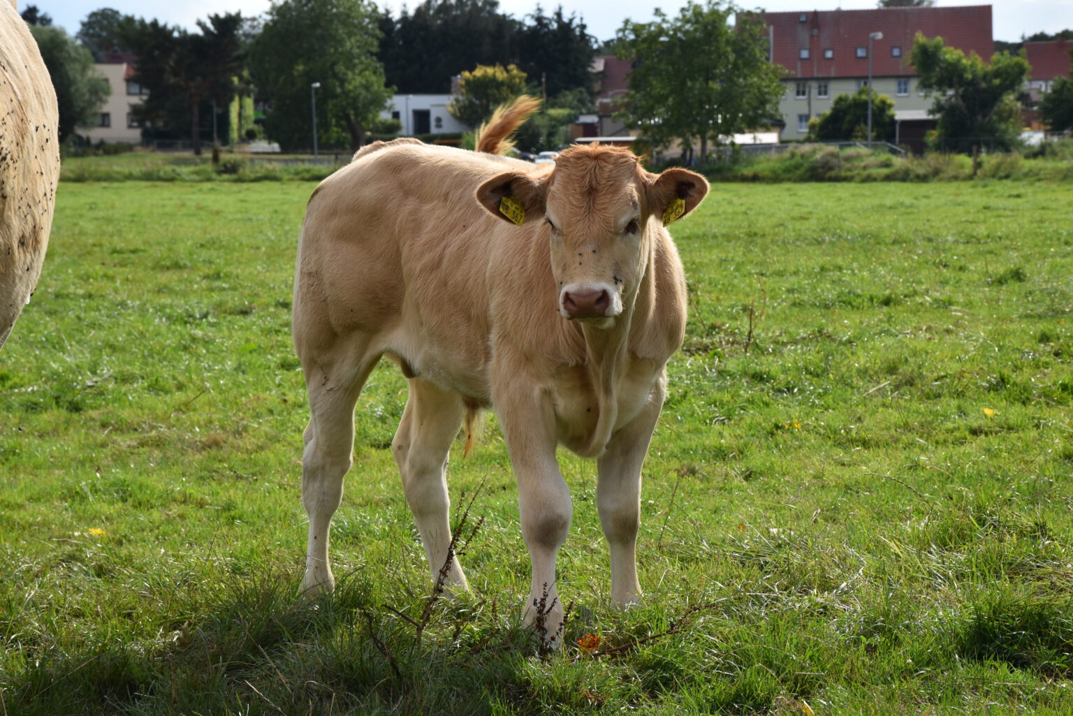 Gallerie | Rinder-Leasing im Luch